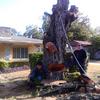 REMOVING MESQUITE TREE