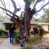 LARGE MESQUITE TREE - REMOVAL