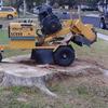 ASH STUMP AS LARGE AS STUMP GRINDER AT 9 FT.